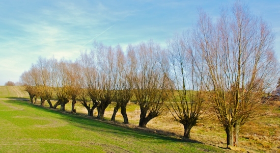 Wilgen